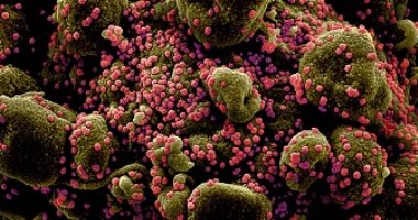 الصحة تعلن تسجيل 709 حالات إيجابية جديدة بفيروس كورونا.. و40 وفاة