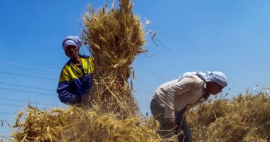 وزير التموين يعلن توريد 1.4 مليون طن قمح حتى الآن وزير التموين يعلن توريد 1.4 مليون طن قمح حتى الآن