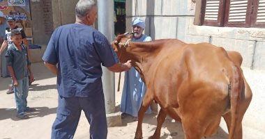 الزراعة: علاج وفحص 3500 رأس ماشية مجانا فى قرى حياة كريمة بقنا