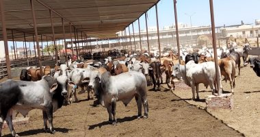 محطة تسمين الماشية بمنطقة حظائر القابوطي الجديد