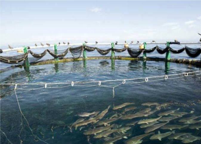 مشروع الاستزراع السمكى شرق قناة السويس