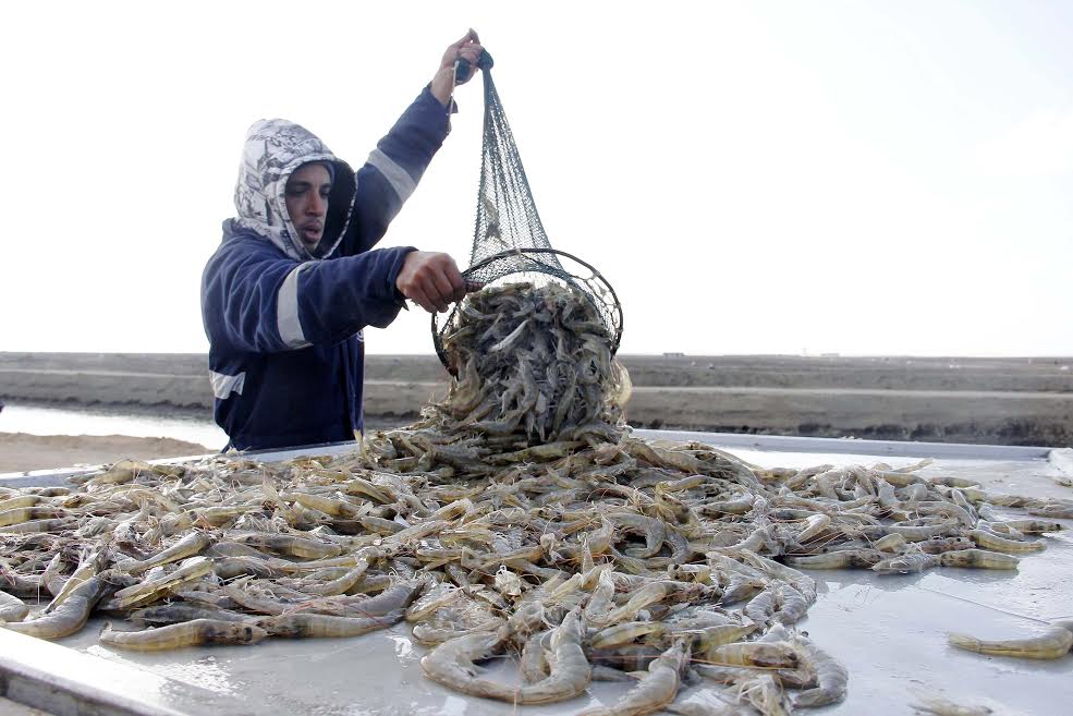 مشروع الاستزراع السمكى شرق قناة السويس