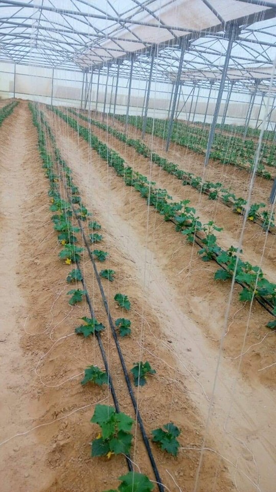 المرحلة الثانية من مشروع الصوب الزراعية بقاعدة محمد نجيب